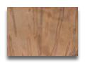 ambrosia maple