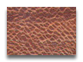 banksia