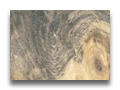 buckeye burl
