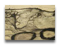 black and white ebony