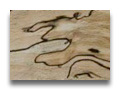 spalted woods